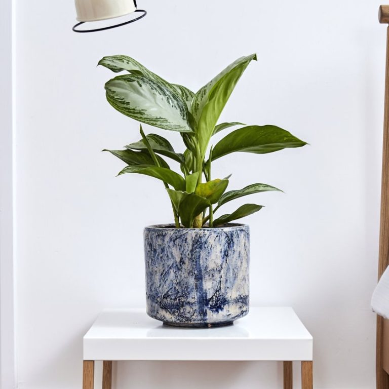 aglaonema silver bay bd4028