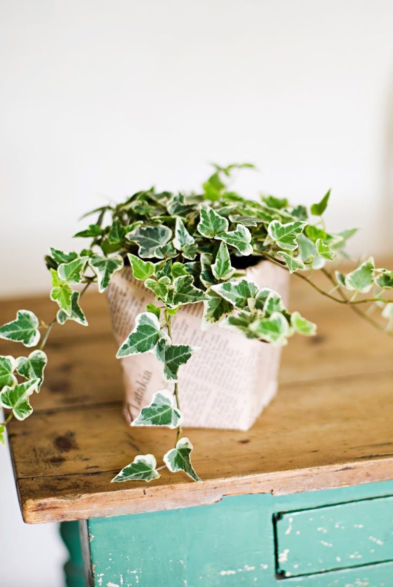 English Ivy Best Air Purifying Plant For Office with Low Effort Care