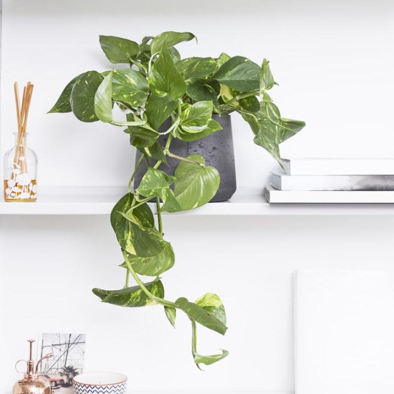 golden pothos d97a89