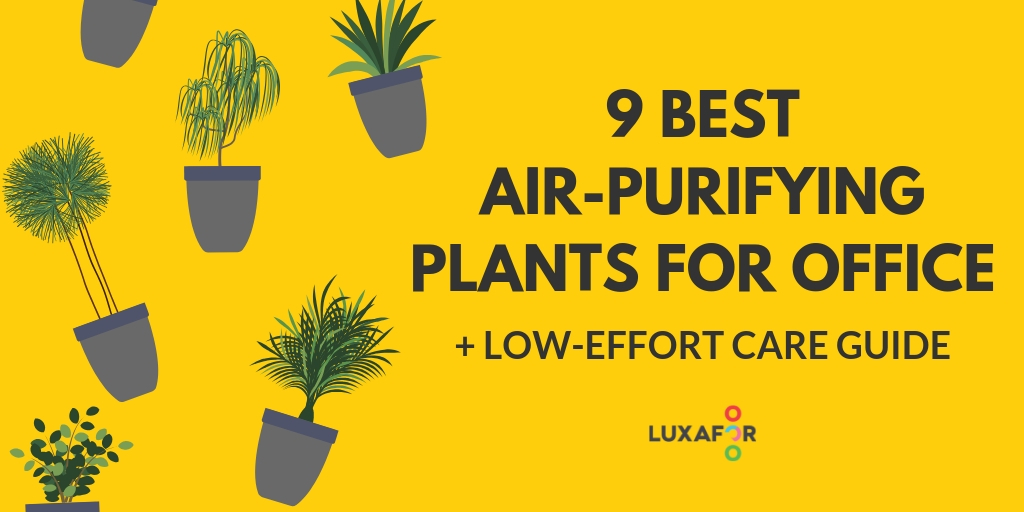 Top 9 Best Air-Purifying Plants For Office That Are Surprisingly Low Effort + Care Guide - Luxafor