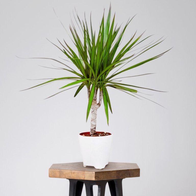 Red edged Dracaena Best Air Purifying Plant For Office with Low Effort Care